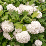 White Snowball Viburnum, Hardy Live Flowering Shrub In Pot, 6-12 Inch Tall