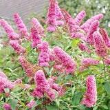 2 Live Buddleia Butterfly Bush Plants, Assorted Colors, 4-8 Inches Tall