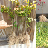 5 Live Dwarf Burning Bush Plants, 6-12 Inch Hardy Outdoor Ornamental Shrubs