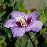 Live Purple Rose Of Sharon Shrub, 6-13 Inch Landscape Flower Plant In Pot