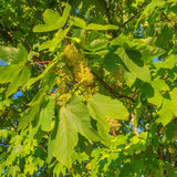 Live Sycamore Shade Tree In Quart Pot, Dormant Plant, 8-10 Inches Tall