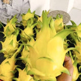 Live Yellow Dragon Fruit Plant, 6 Inch Tall Fruit Plant For Garden Growing