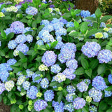 Live Blue Hydrangea Flowering Shrub, 5-10 Inches Tall, Outdoor Garden Plant