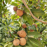 Sapodilla Fruit Tree, Live 6-10 Inch Tropical Plant In Half-Gallon Pot