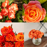 Live Orange Climbing Rose Plant, Flowering Landscape Plant For Gardens