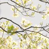 Live White Dogwood Flowering Tree, Well-Rooted Plant In 2.5-Inch Container