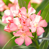 3 Live Pink Oleander Plants, Well-Rooted Flowering Shrubs, 4-6 Inches Tall