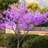 Live Eastern Redbud Tree, 6-12 Inches Tall In Quart Pot, Landscape Bloom