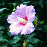 Pink Rose Of Sharon Live Plant, Garden Flowering Shrub, 6-13 Inches Tall