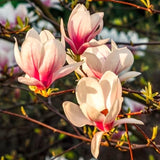 Jane Magnolia Live Flowering Garden Tree, 12-18 Inches Tall In A Gallon Pot