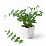 Live Christia Obcordata Butterfly Plant, 4-8 Inch Ornamental Foliage Decor