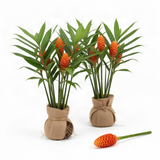 Live Red Awapuhi Shampoo Ginger Plant, 5-9 Inches, For Patio Containers