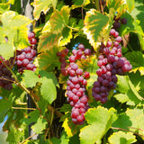 Live Muscadine Grape Vine For Home Gardens, Red Fruit, 5-8 Inches Tall