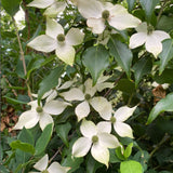 Live Kousa Dogwood Tree, 2.5 Inch Pot, Spring-Flowering Landscape Plant