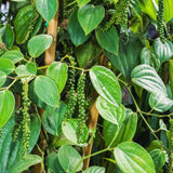 2 Live Piper Nigrum Pepper Plants, 4-6 Inch, Ready For Garden Planting