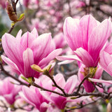 2 Live Jane Magnolia Flower Trees, 6-12 Inches Tall, 2.5-Inch Pot Size