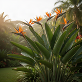 2 Live Orange Bird Of Paradise Plants, 5-9 Inch Tropical Houseplant Decor