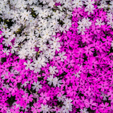 2 Live Mixed Creeping Phlox Starter Plants, 2-5 Inch Flowering Ground Cover