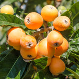 Live Golden Loquat Fruit Tree, 2-3 Ft Tall Plant In 1 Gallon Pot For Patio