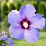 Live Purple Rose Of Sharon Shrub, 6-13 Inch Landscape Flower Plant In Pot