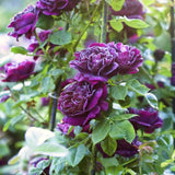 Live Climbing Rose Plant, 5-9 Inch Tall, Fragrant Flower, Bare Root Bush