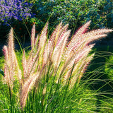 2 Live Fountain Grass Plants, 5-9 Inch Starters For Borders And Landscaping