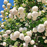 Live Old Fashion Snowball Viburnum Shrub, Hardy 8-10 Inch Garden Plant