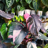 2 Variegated Philodendron Live Plants, 5-8 Inch Easy-Care Houseplants, Mix