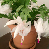 2 Live White Christmas Cactus Plants, 4-7 Inch Holiday Houseplants Displays