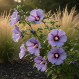 Live Purple Rose Of Sharon Shrub, 6-13 Inch Landscape Flower Plant In Pot