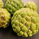 Live Sugar Apple Fruit Tree, Annona Squamosa, 2-3 Ft Tall In Gallon Pot