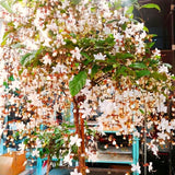 2 Mixed Clerodendrum Live Plants, 4-8 Inches, Tropical Indoor Outdoor Vine