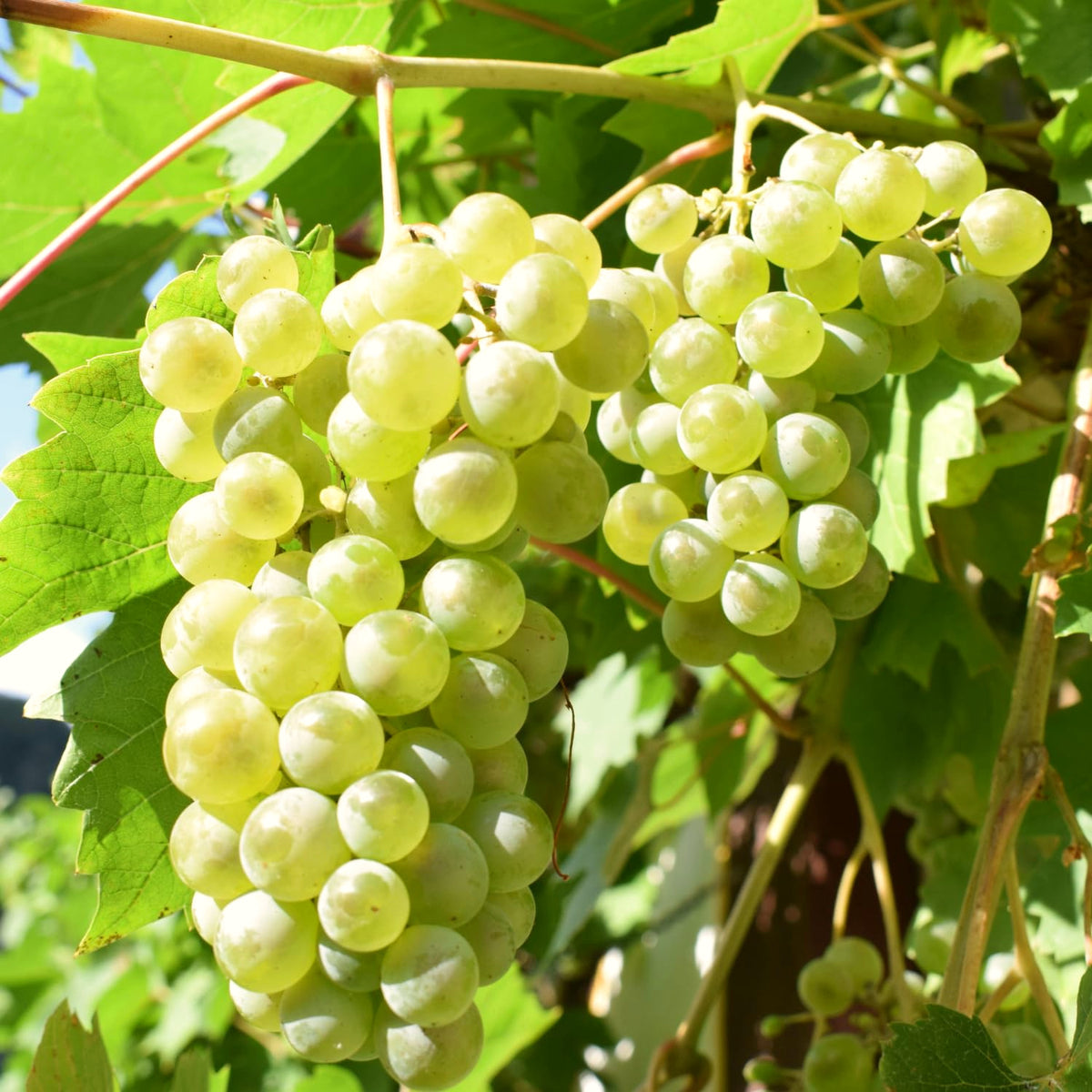2 Live Green Yellow Grape Vines, Sweet Fruit Plants, 5-8 Inches Height