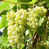 2 Live Green Yellow Grape Vines, Sweet Fruit Plants, 5-8 Inches Height