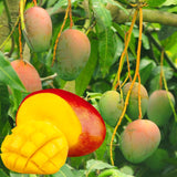Live Mango Fruit Tree In Gallon Pot, Outdoor Plant For Warm Climate Gardens