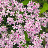 Creeping Phlox Starter Plant, White Pink Flowers, 2-3 Inch Ground Cover