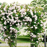 Live White Rose Flower Plant, Fragrant Bare Root For Landscape Planting
