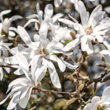 Live Star Magnolia Flower Tree, 6-12 Inches Tall In 2.5-Inch Nursery Pot