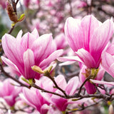 Live Jane Magnolia Tree, Fragrant Flowers, 6-12 Inches Tall, 2.5-Inch Pot
