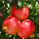 Live Red Pomegranate Tree, 6-10 Inches Tall, Outdoor Perennial Fruit Plant