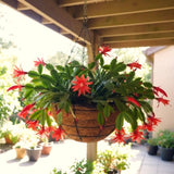 Live Red Easter Cactus, 5-7 Inch Indoor Houseplant For Hanging Basket Decor