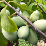 Live Pawpaw Tree Plant, 6-12 Inches Tall, Quart Pot, 1 Year Old Paw Paw