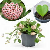 Green Hoya Kerrii Live Succulent Plant, 4-6 Inches Tall, Indoor Decor.