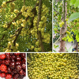 Live Star Gooseberry Plant, 1-1.5 Feet Tall, One Gallon Outdoor Growing Pot