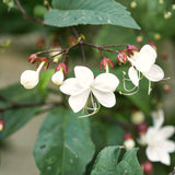2 Random Clerodendrum Live Plants, 4-8 Inch Tropical Indoor Outdoor Vine