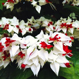 3 Live White Bleeding Heart Vine Plants, Bell-Shaped Flowers, 5-10 In.