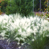 2 Live White Muhly Grass Plants, 5-9 Inch Perennial For Garden Borders