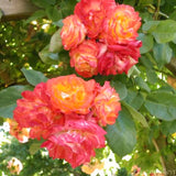 Orange Yellow Climbing Rose Live Plant, Fragrant Multi Rose, Bare Root