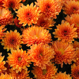 3 Orange Mum Live Plants, 5-7 Inch Starters For Spring Garden Border Flower
