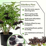 Live Black Elderberry Bush, 2-3 Ft Tall Perennial Shrub For Outdoor Gardens